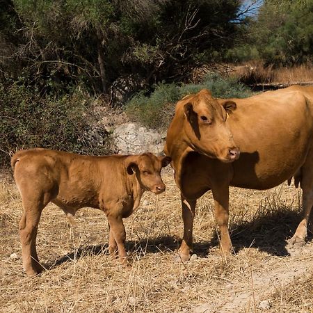 بوريريس Agroturismo Can Feliu المظهر الخارجي الصورة