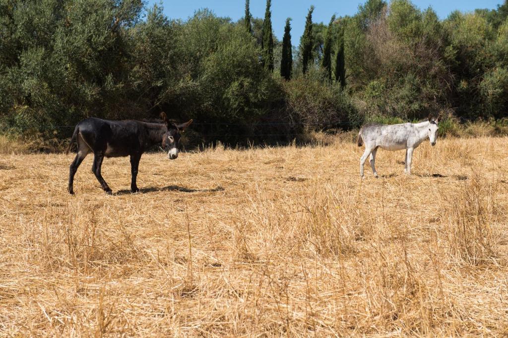 بوريريس Agroturismo Can Feliu المظهر الخارجي الصورة