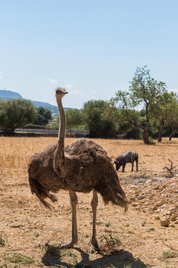 بوريريس Agroturismo Can Feliu المظهر الخارجي الصورة