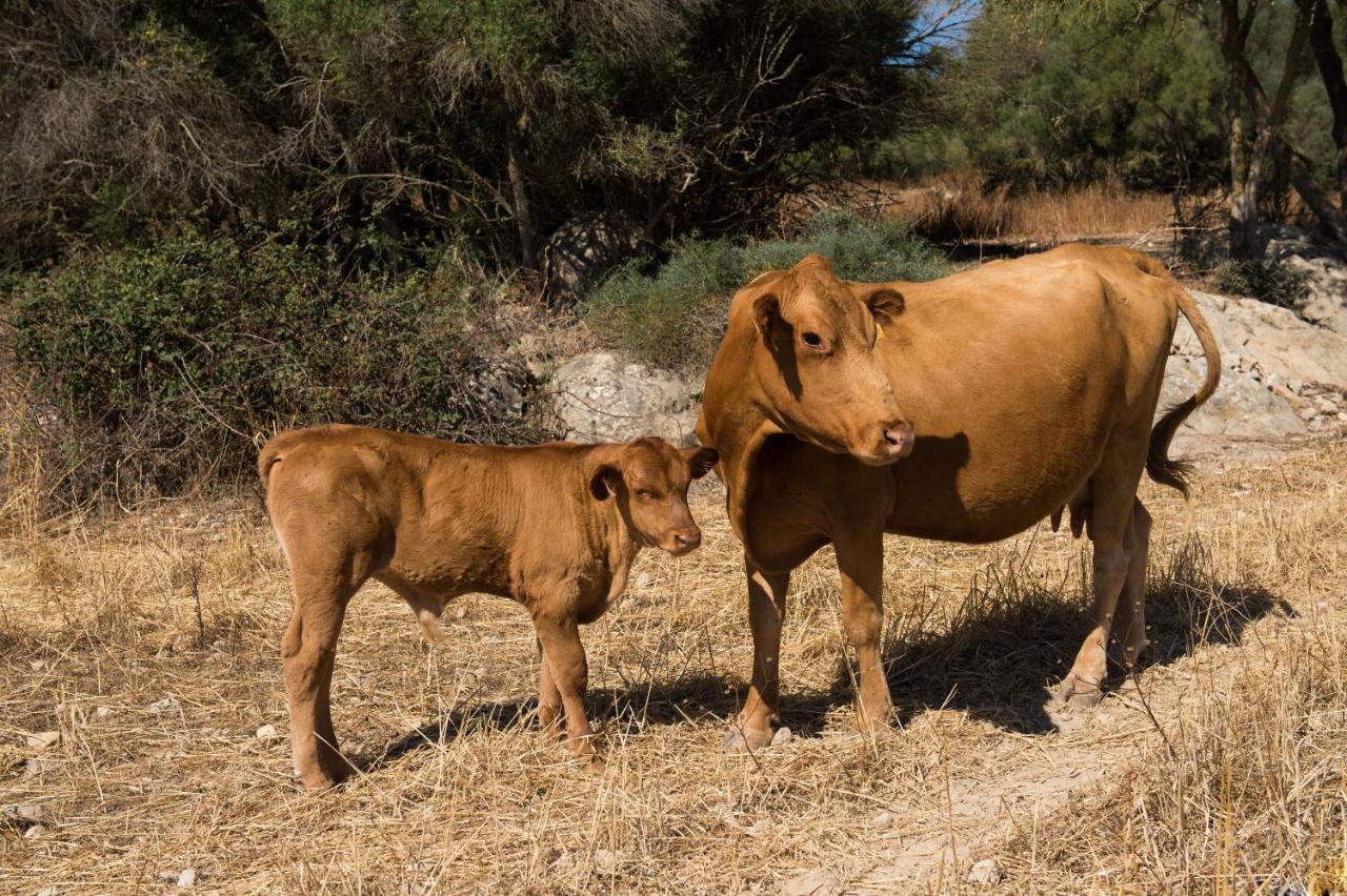 بوريريس Agroturismo Can Feliu المظهر الخارجي الصورة
